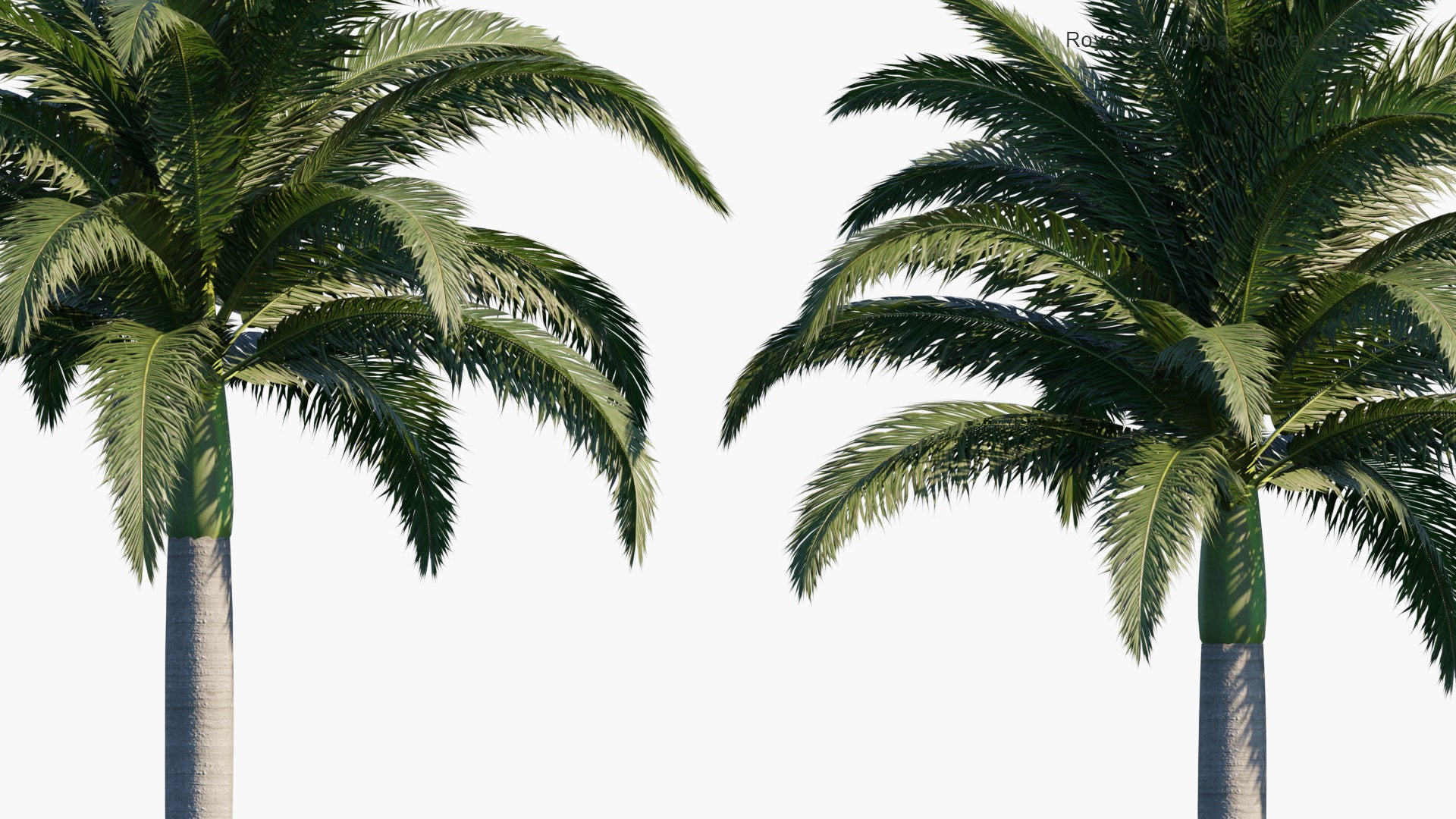 Low Poly Roystonea Regia - Cuban Royal Palm, Florida Royal Palm (3D Model)