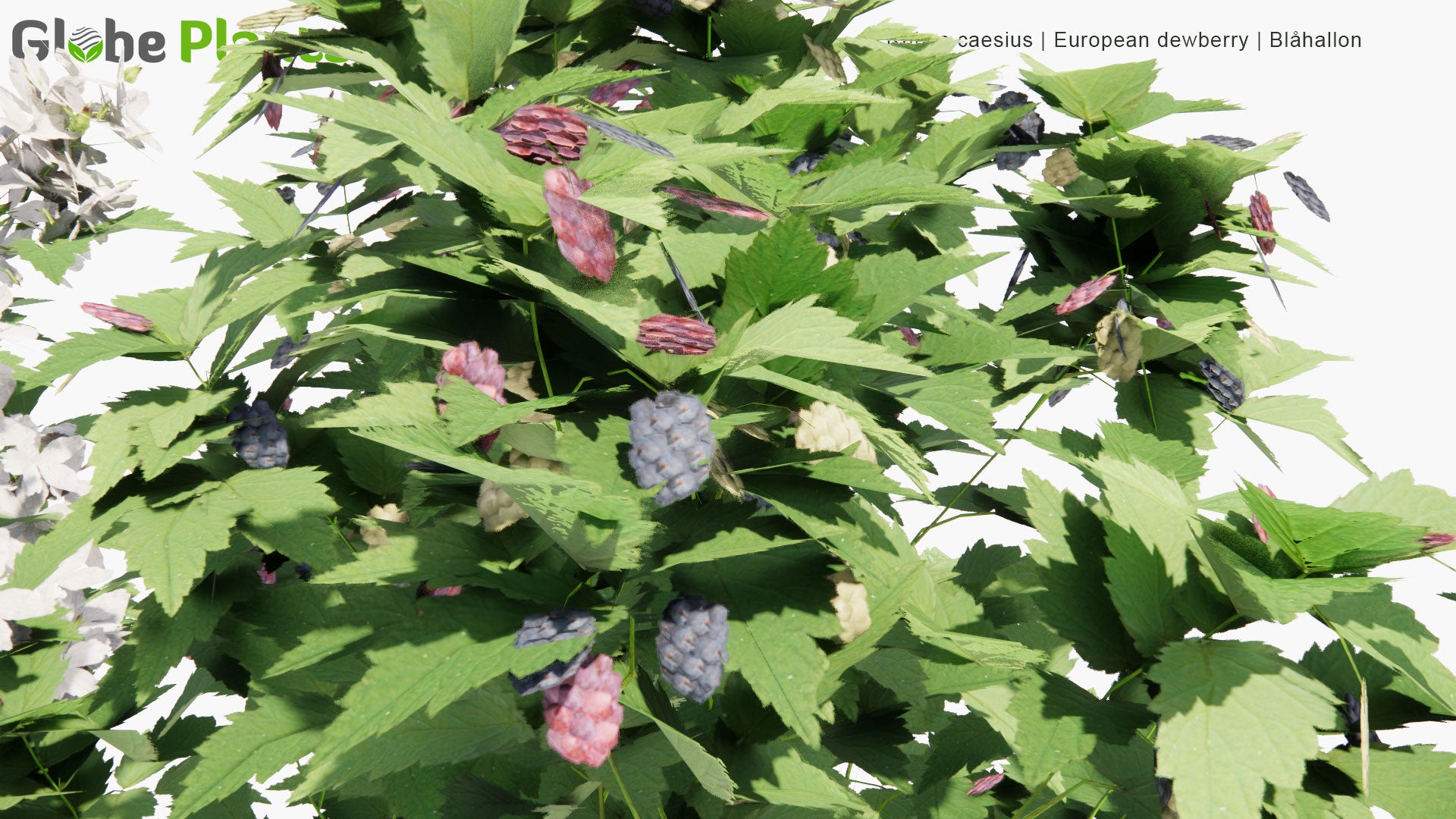 Low Poly Rubus Caesius - European Dewberry, Blåhallon (3D Model)