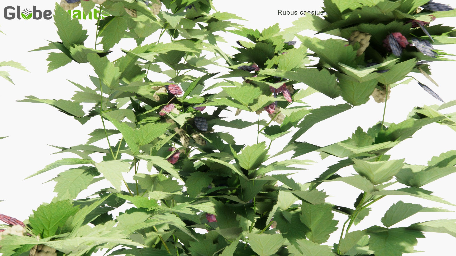 Low Poly Rubus Caesius - European Dewberry, Blåhallon (3D Model)