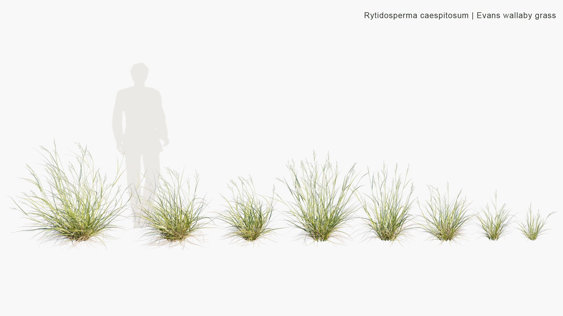 Low Poly Rytidosperma Caespitosum - Evans Wallaby Grass (3D Model)