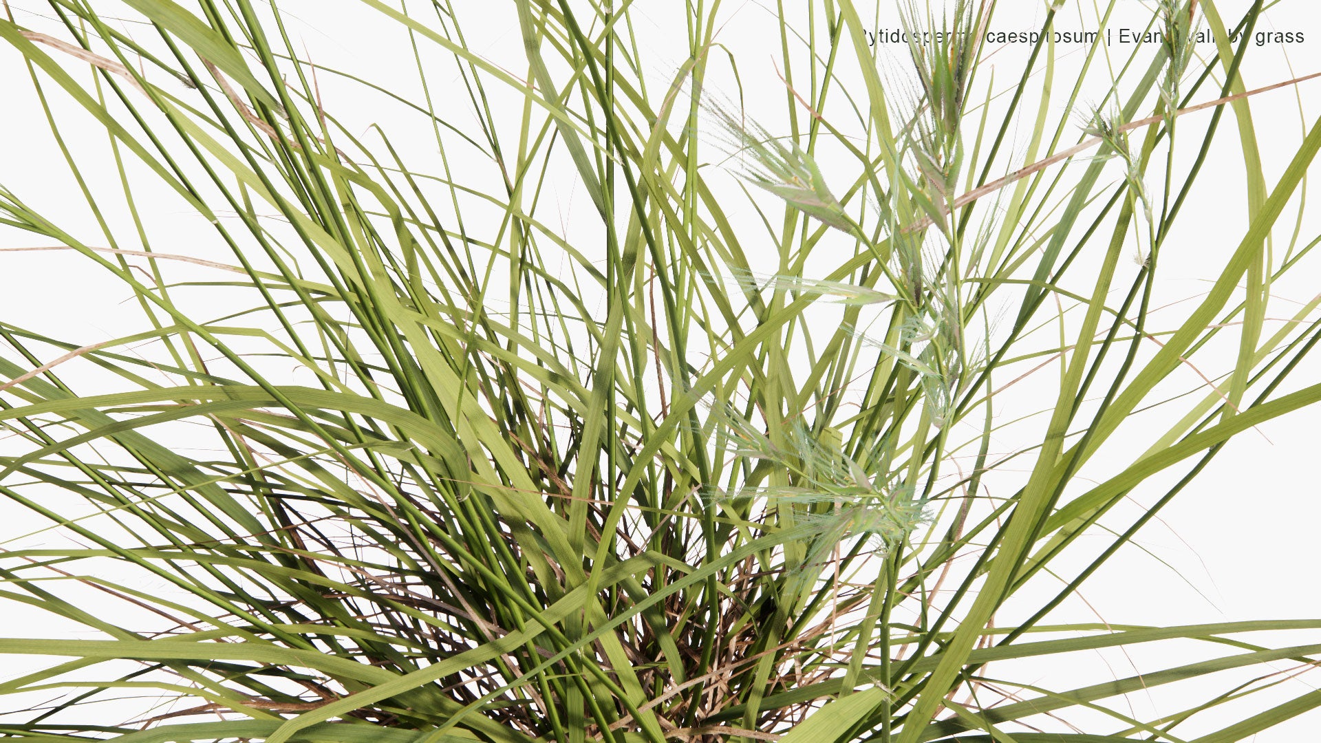 Low Poly Rytidosperma Caespitosum - Evans Wallaby Grass (3D Model)