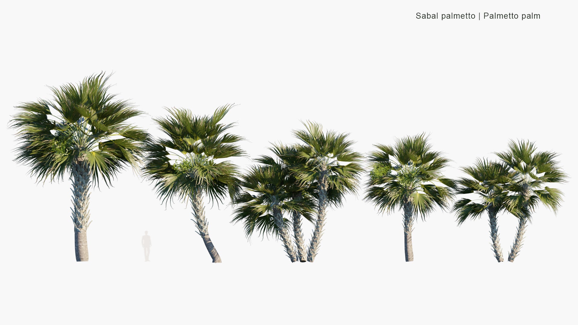 Low Poly Sabal Palmetto - Cabbage Palm, Swamp Cabbage, Sabal Palm (3D Model)