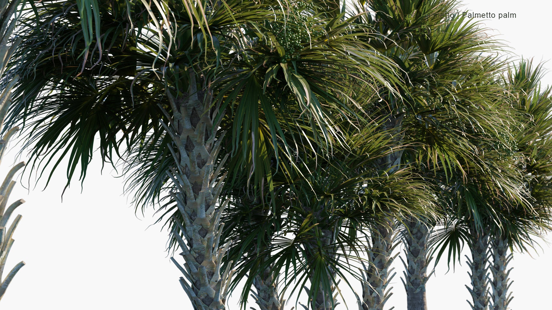 Sabal Palmetto - Cabbage Palm, Swamp Cabbage, Sabal Palm (3D Model)