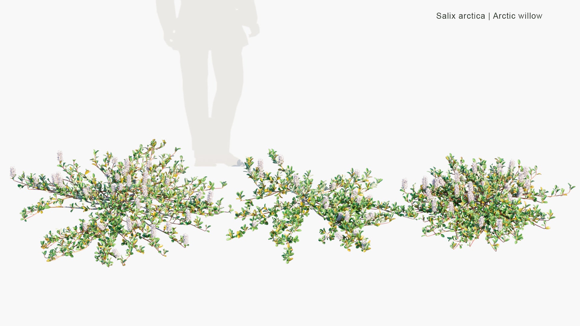 Salix Arctica - Arctic Willow (3D Model)