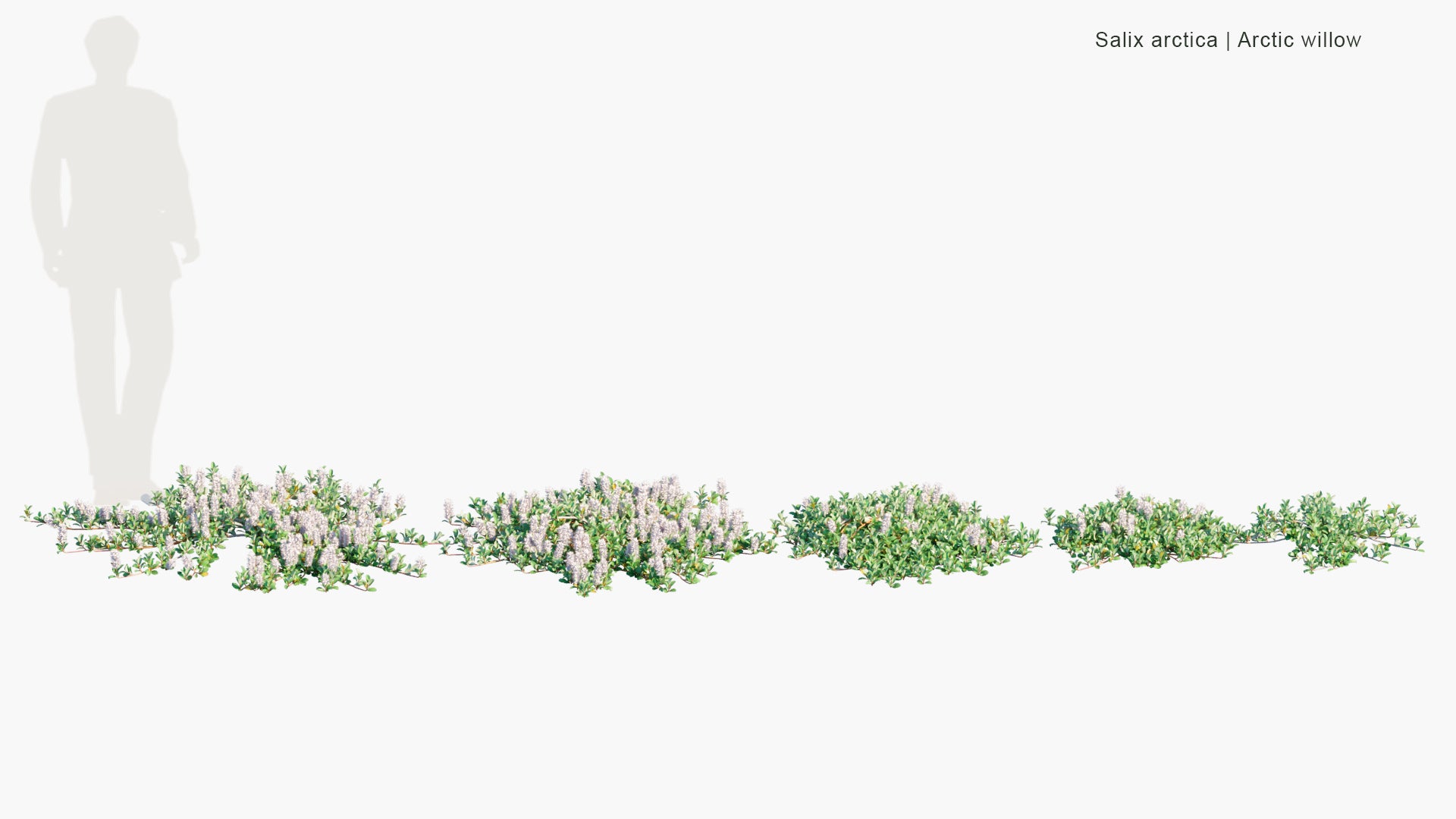 Salix Arctica - Arctic Willow (3D Model)