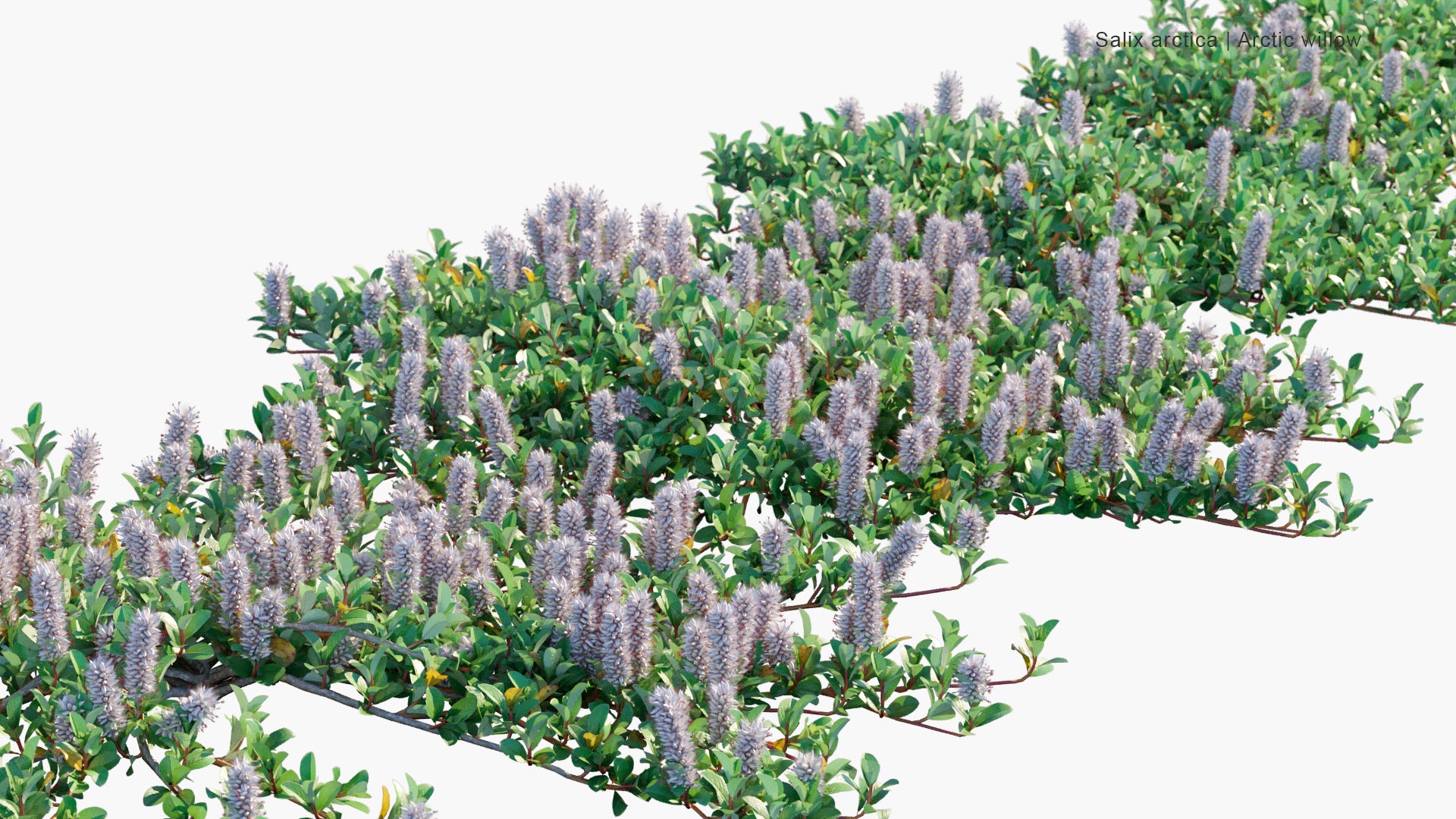 Salix Arctica - Arctic Willow (3D Model)