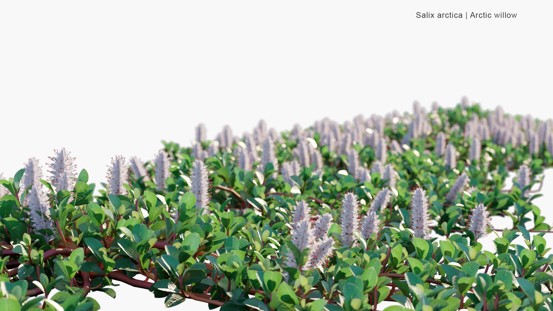 Low Poly Salix Arctica - Arctic Willow (3D Model)