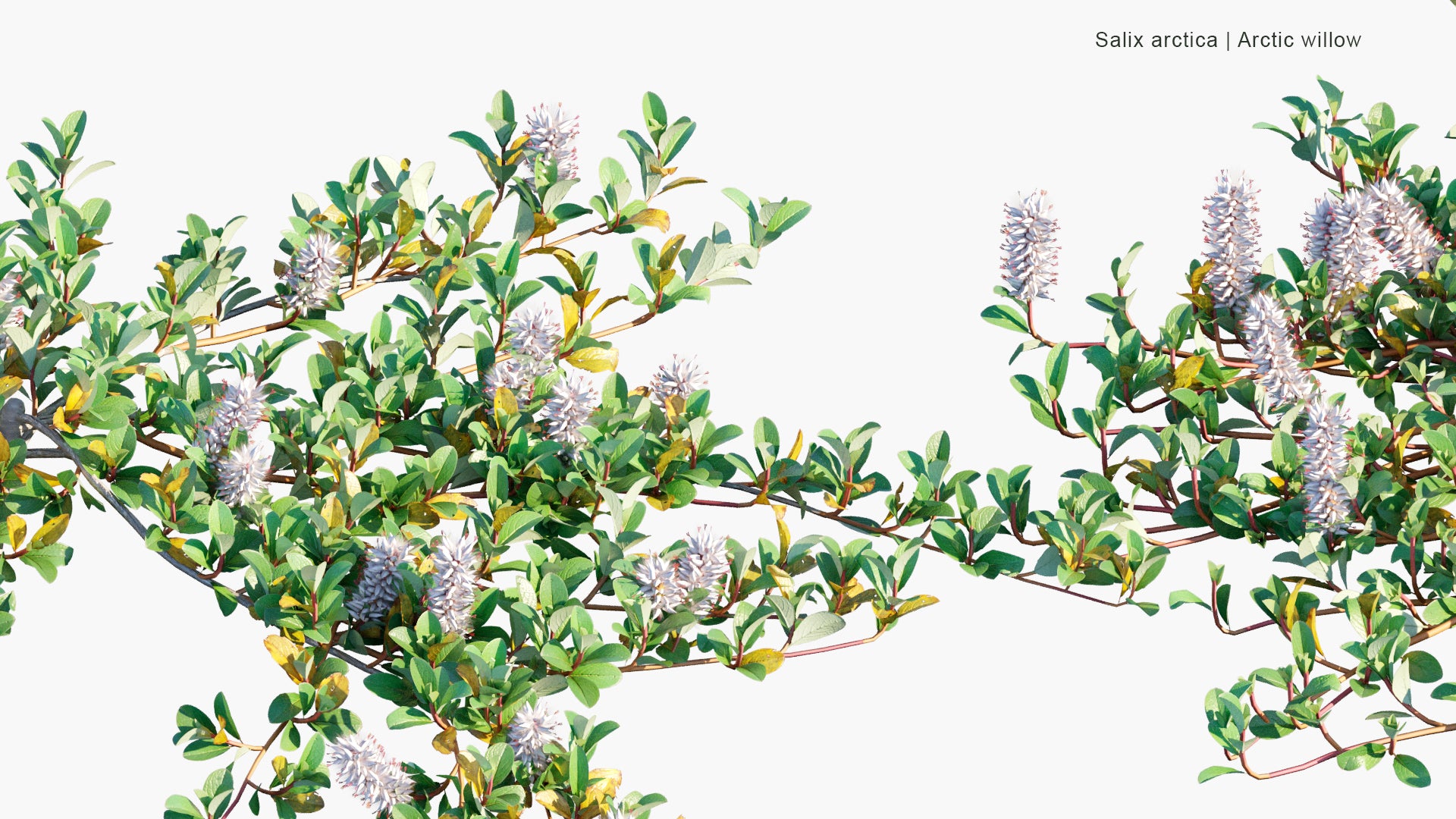 Salix Arctica - Arctic Willow (3D Model)