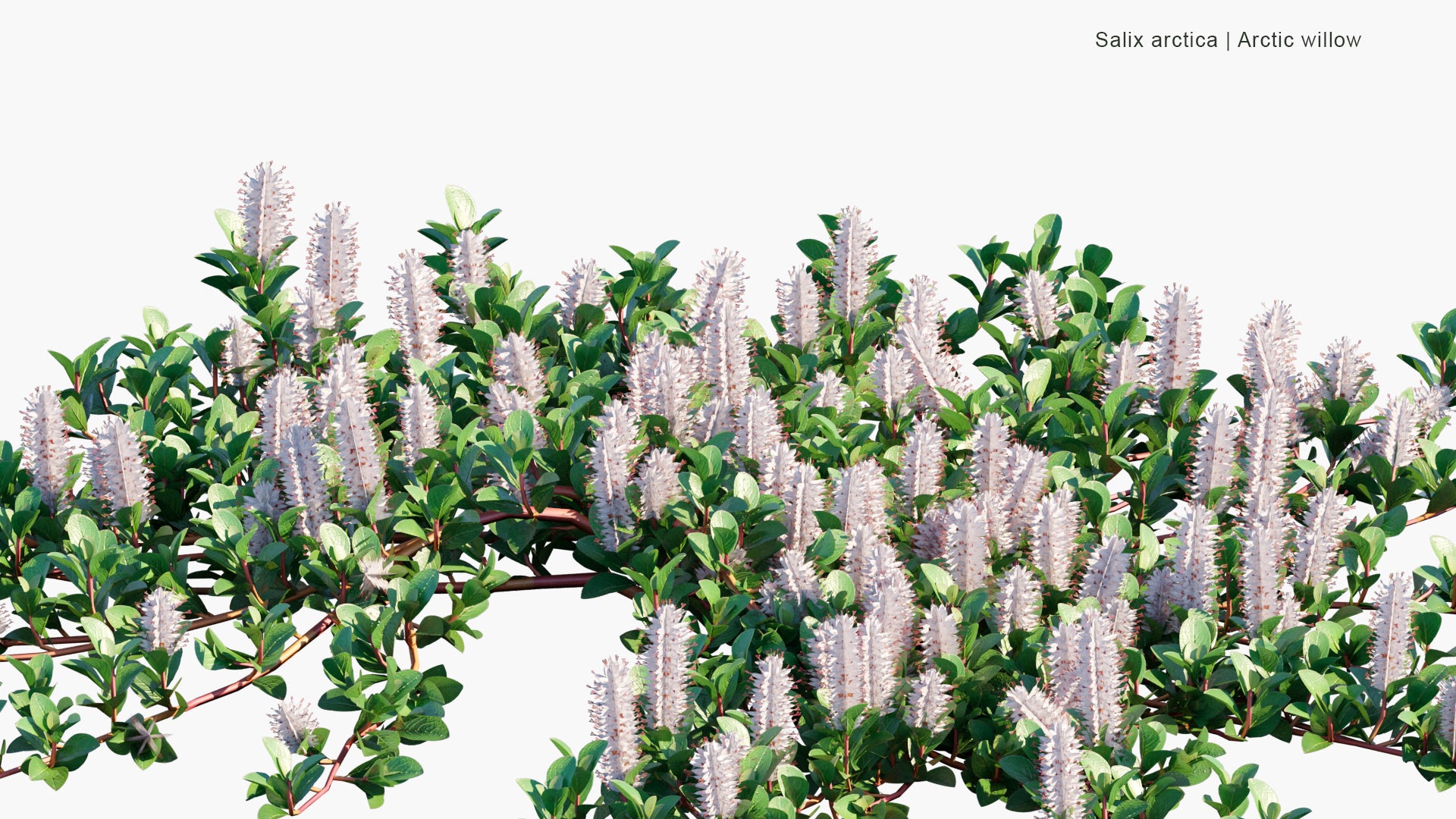 Low Poly Salix Arctica - Arctic Willow (3D Model)