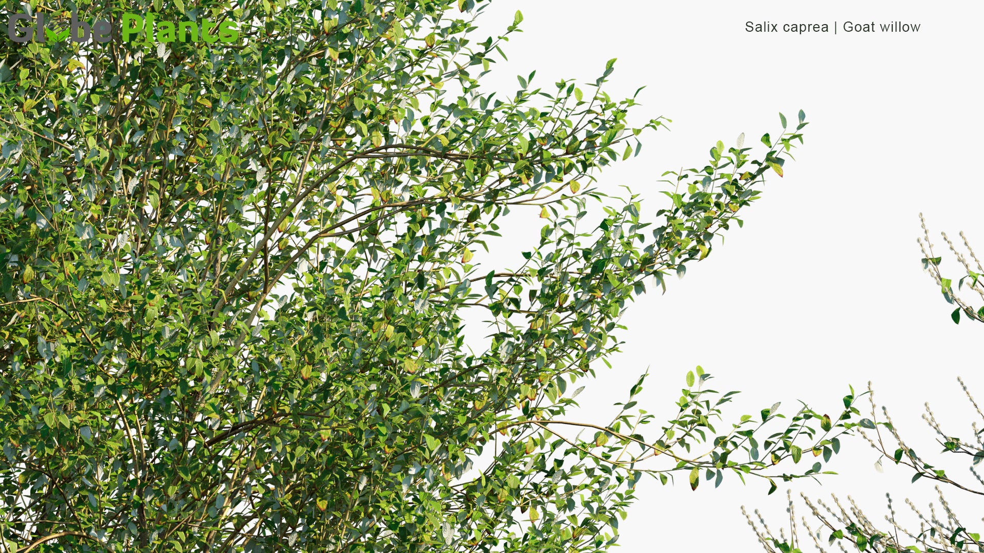 Low Poly Salix Caprea - Goat Willow, Pussy Willow, Great Sallow (3D Model)