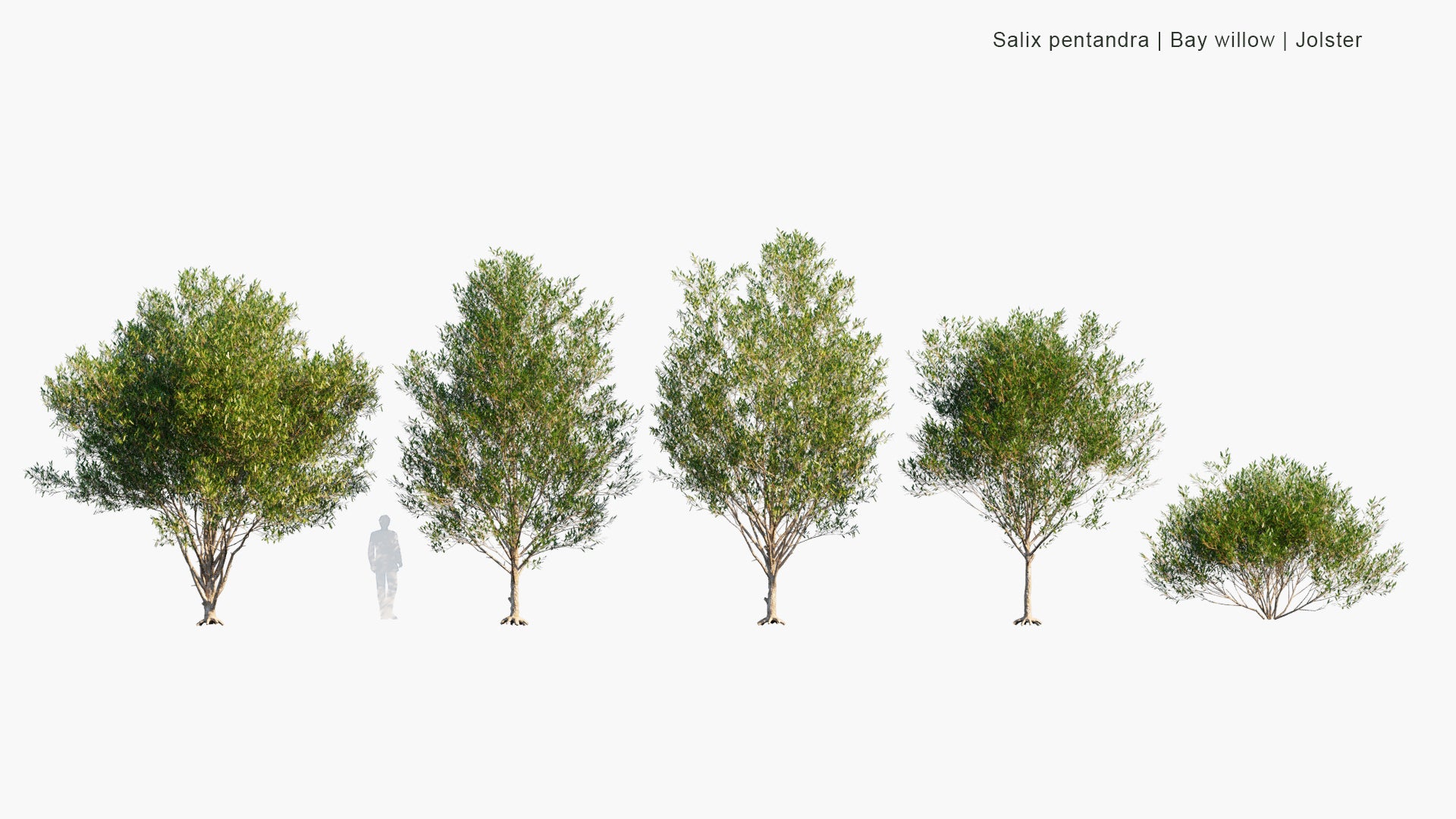 Low Poly Salix Pentandra - Bay Willow, Jolster (3D Model)