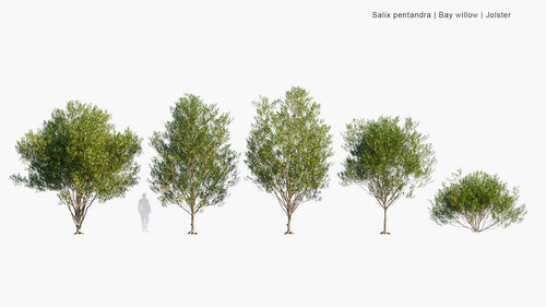 Salix Pentandra