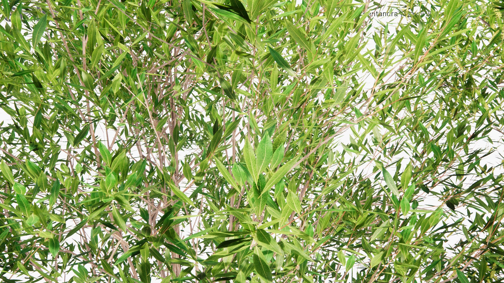 Low Poly Salix Pentandra - Bay Willow, Jolster (3D Model)