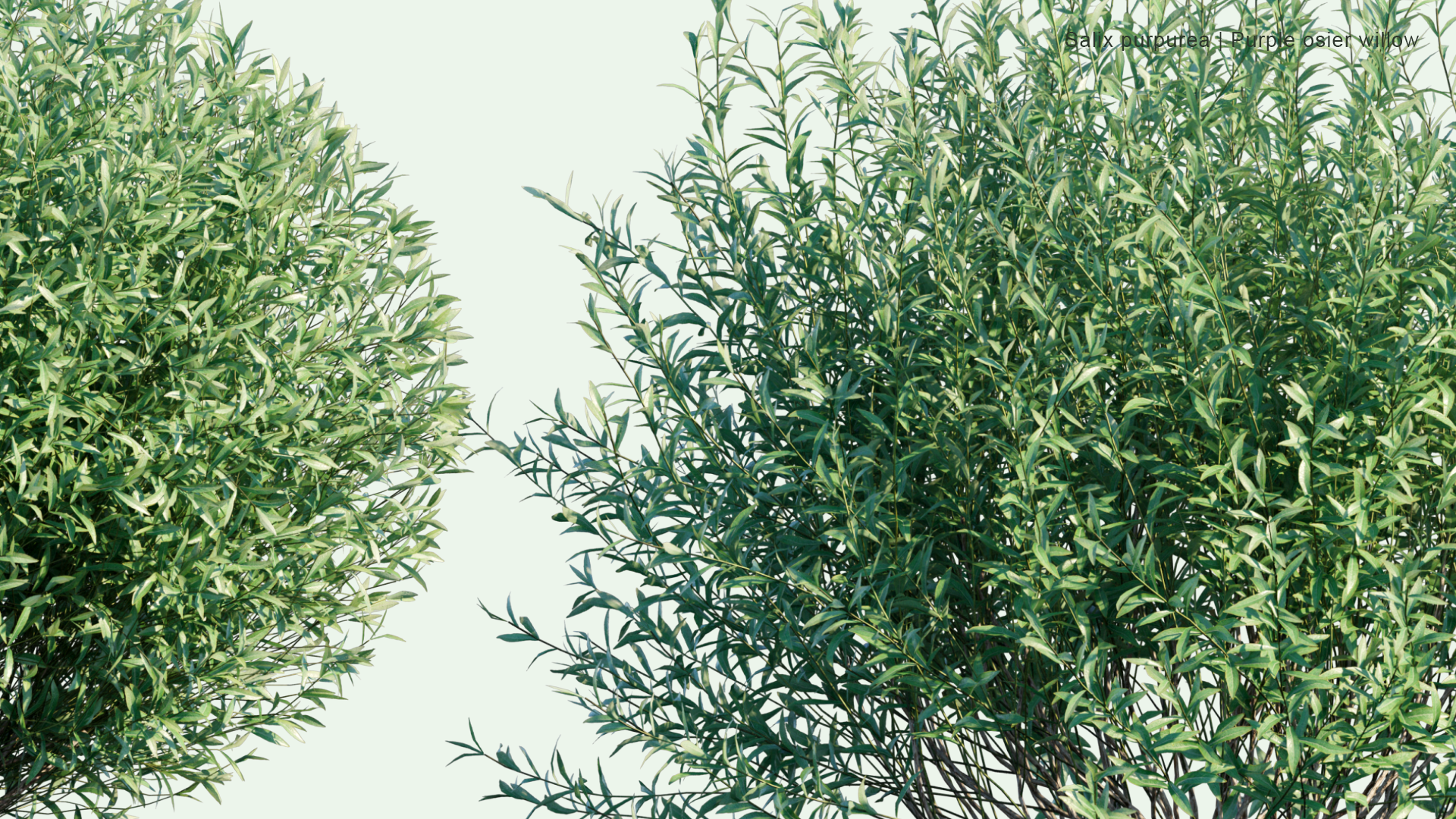 2D Salix Purpurea - Purple Osier Willow, Alaska Blue Willow