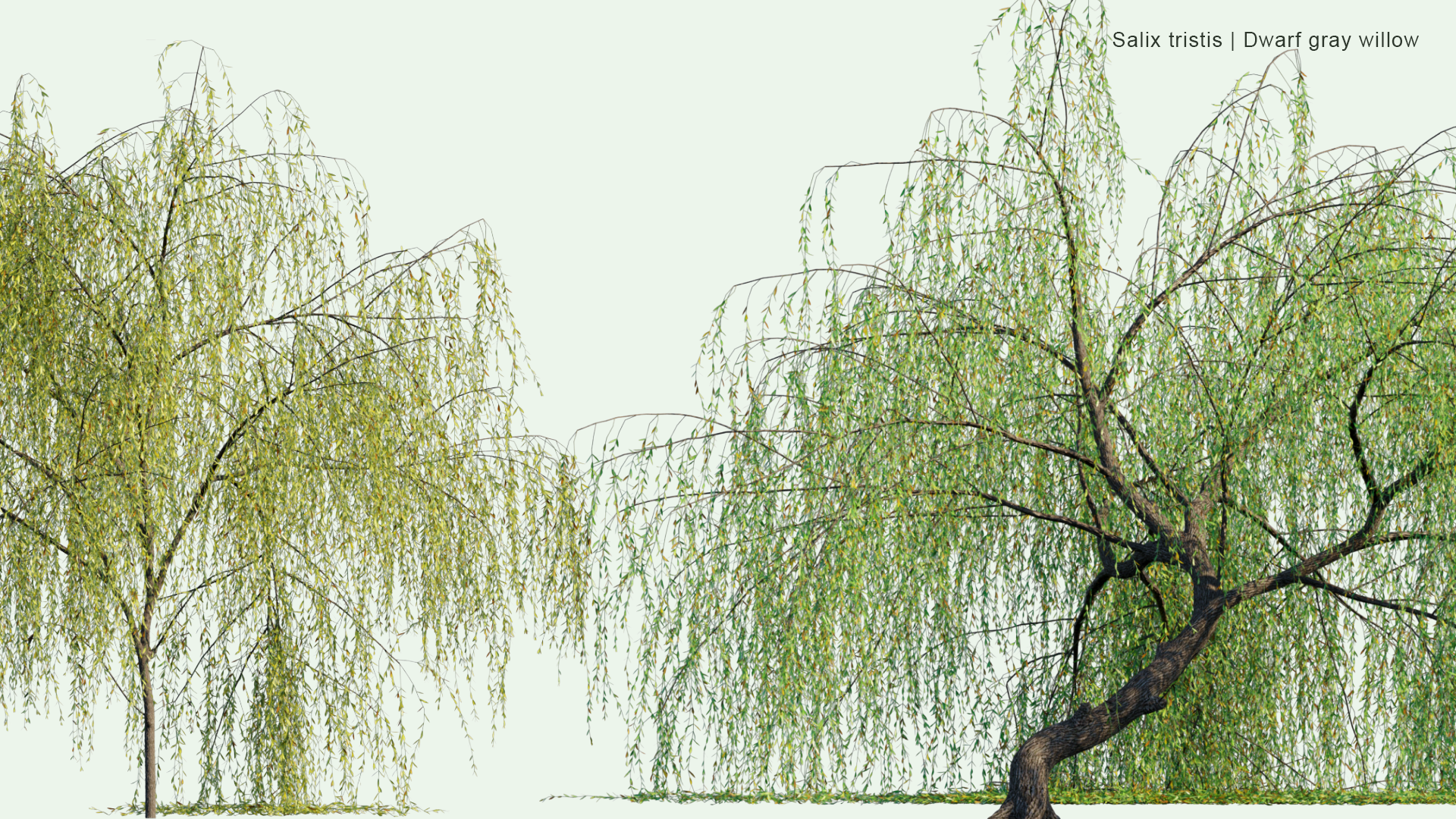 2D Salix Tristis - Dwarf Gray Willow, Golden Weeping Willow