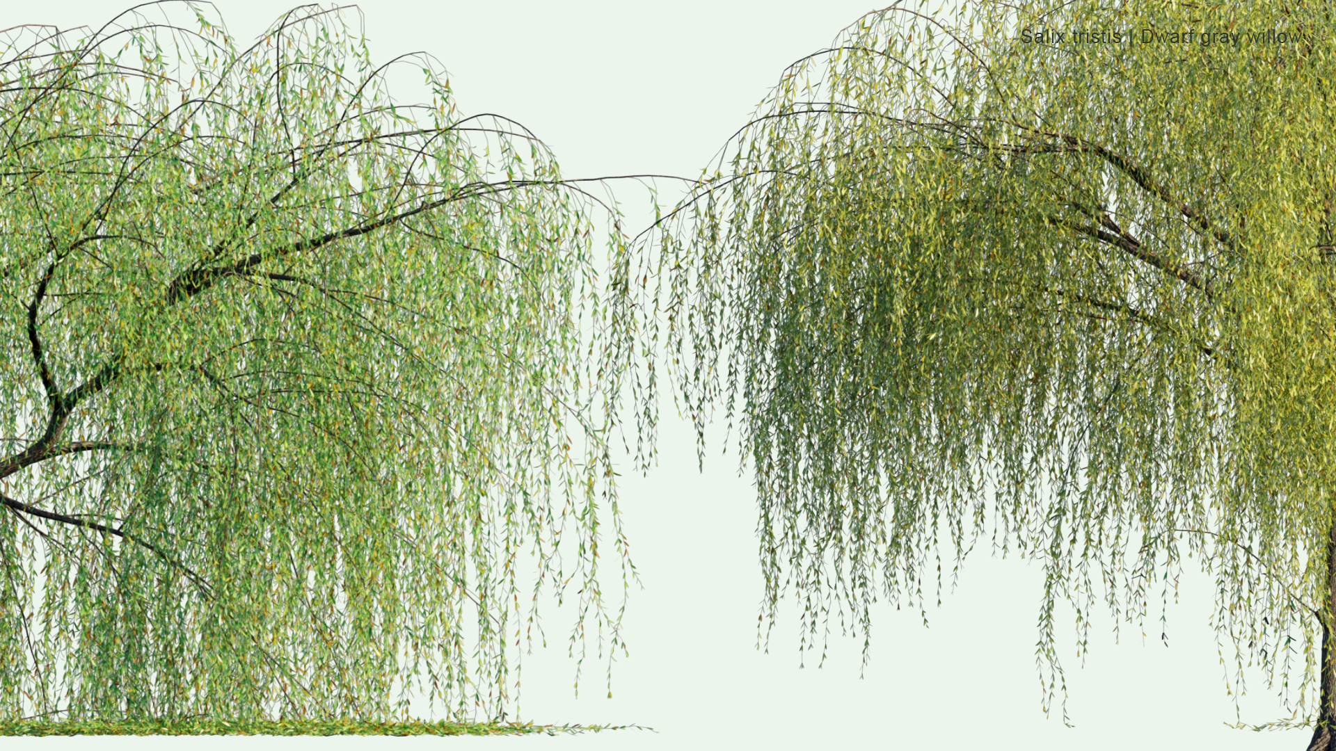 2D Salix Tristis - Dwarf Gray Willow, Golden Weeping Willow