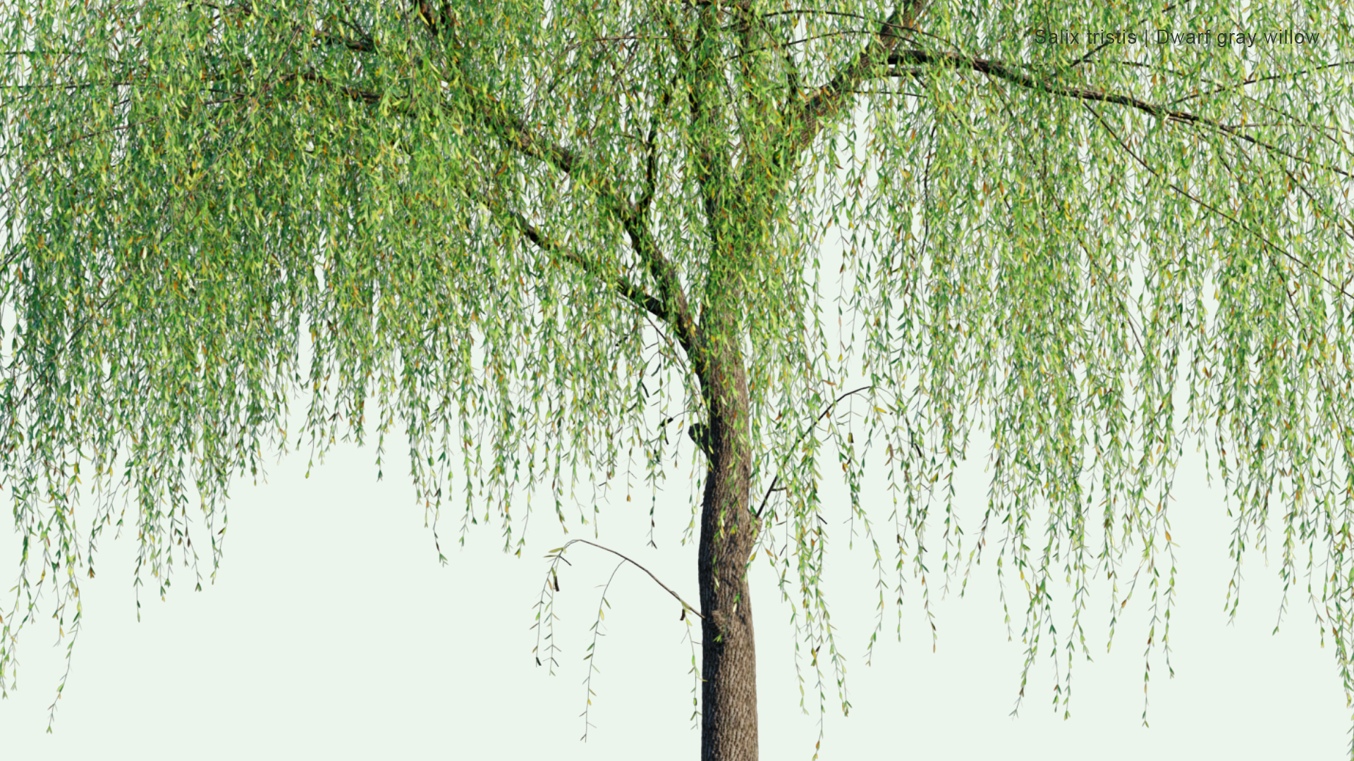 2D Salix Tristis - Dwarf Gray Willow, Golden Weeping Willow