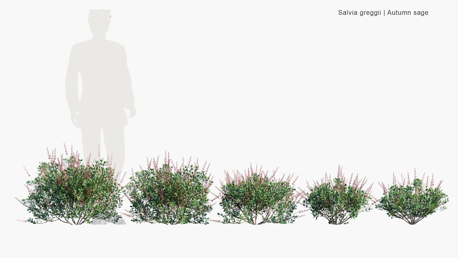 Low Poly Salvia Greggii - Autumn Sage (3D Model)