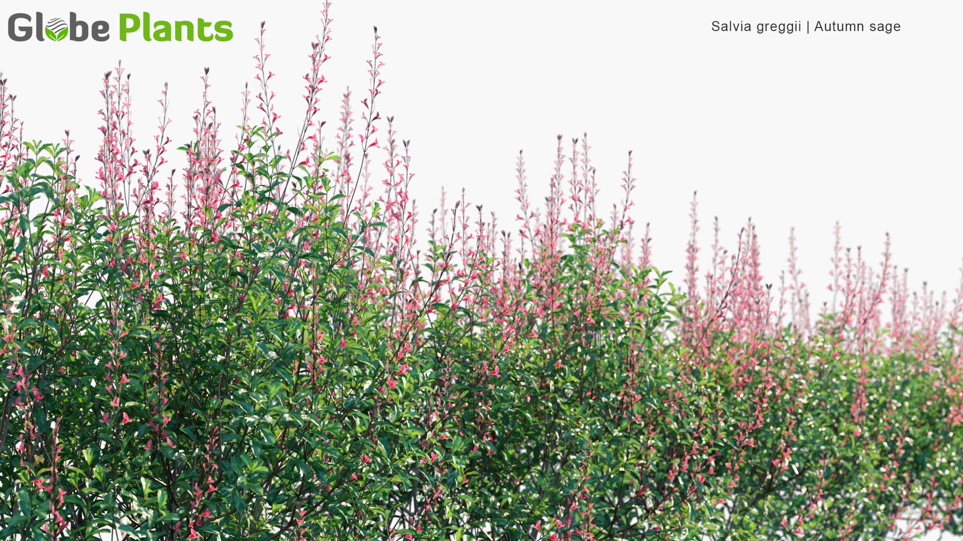 Low Poly Salvia Greggii - Autumn Sage (3D Model)