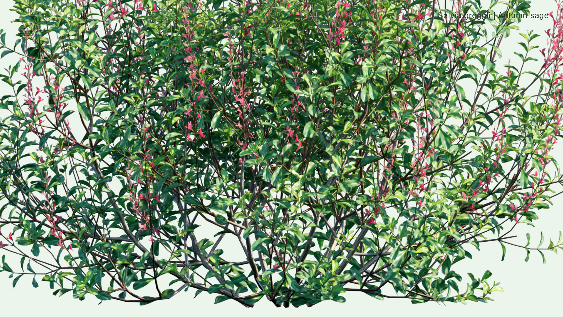 2D Salvia Greggii - Autumn Sage