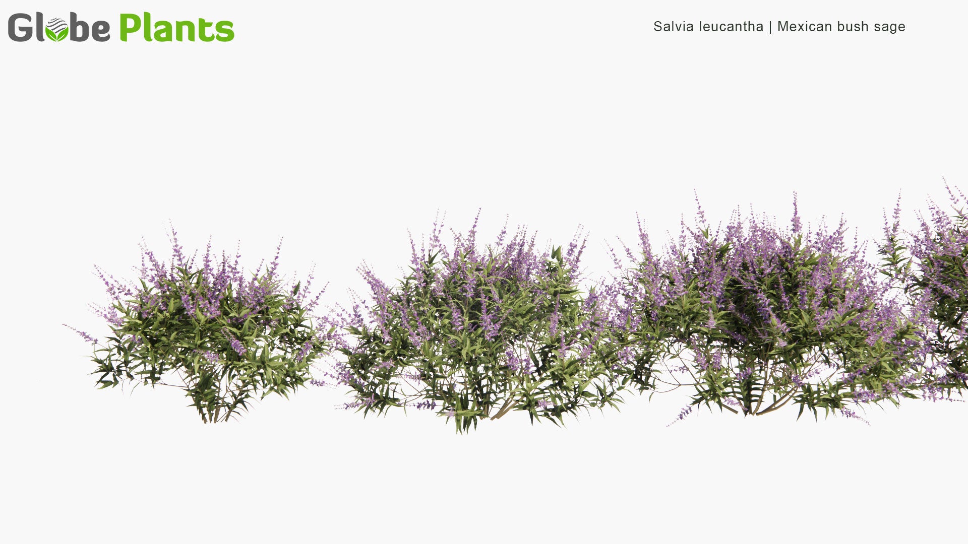 Low Poly Salvia Leucantha - Mexican Bush Sage (3D Model)