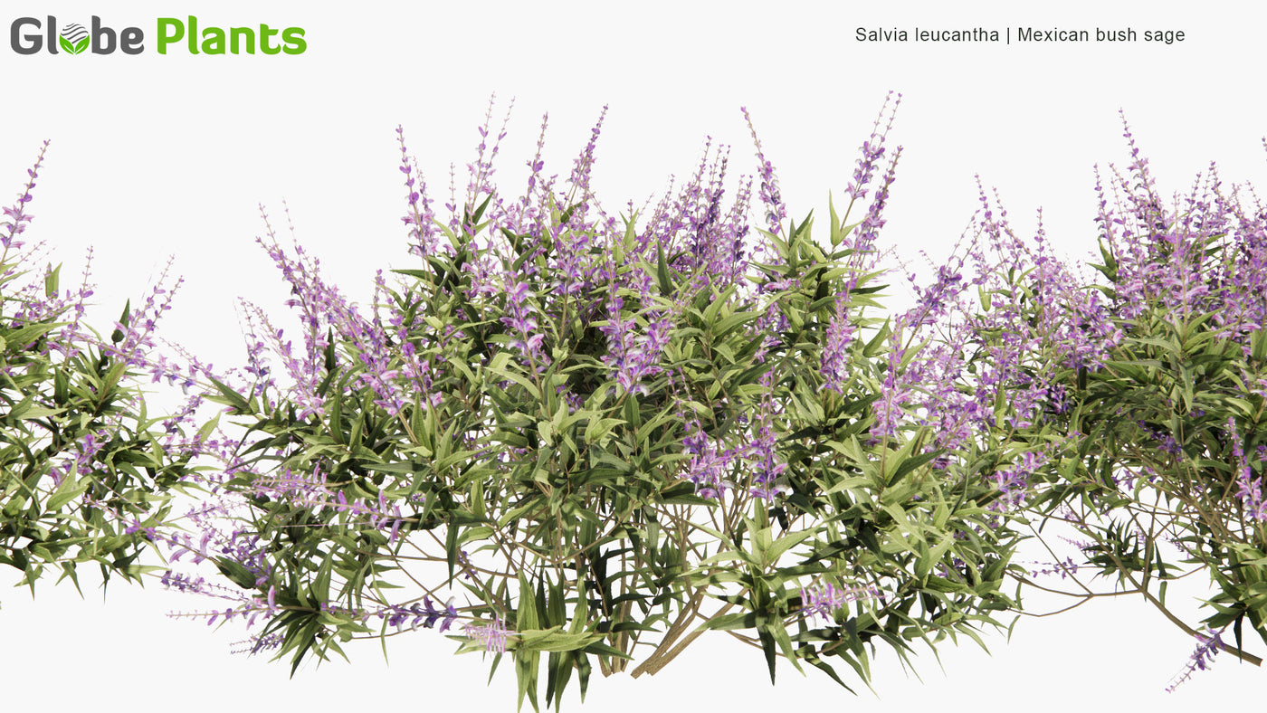 Low Poly | Salvia Leucantha (Mexican Bush Sage) 3D Model - GlobePlants