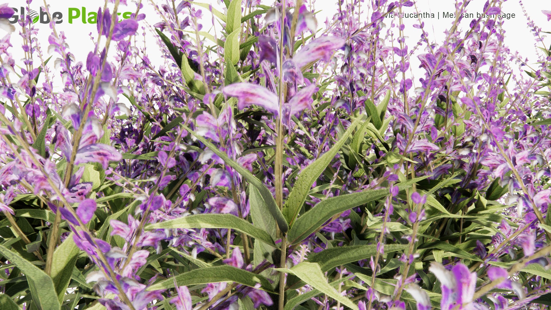 Low Poly Salvia Leucantha - Mexican Bush Sage (3D Model)