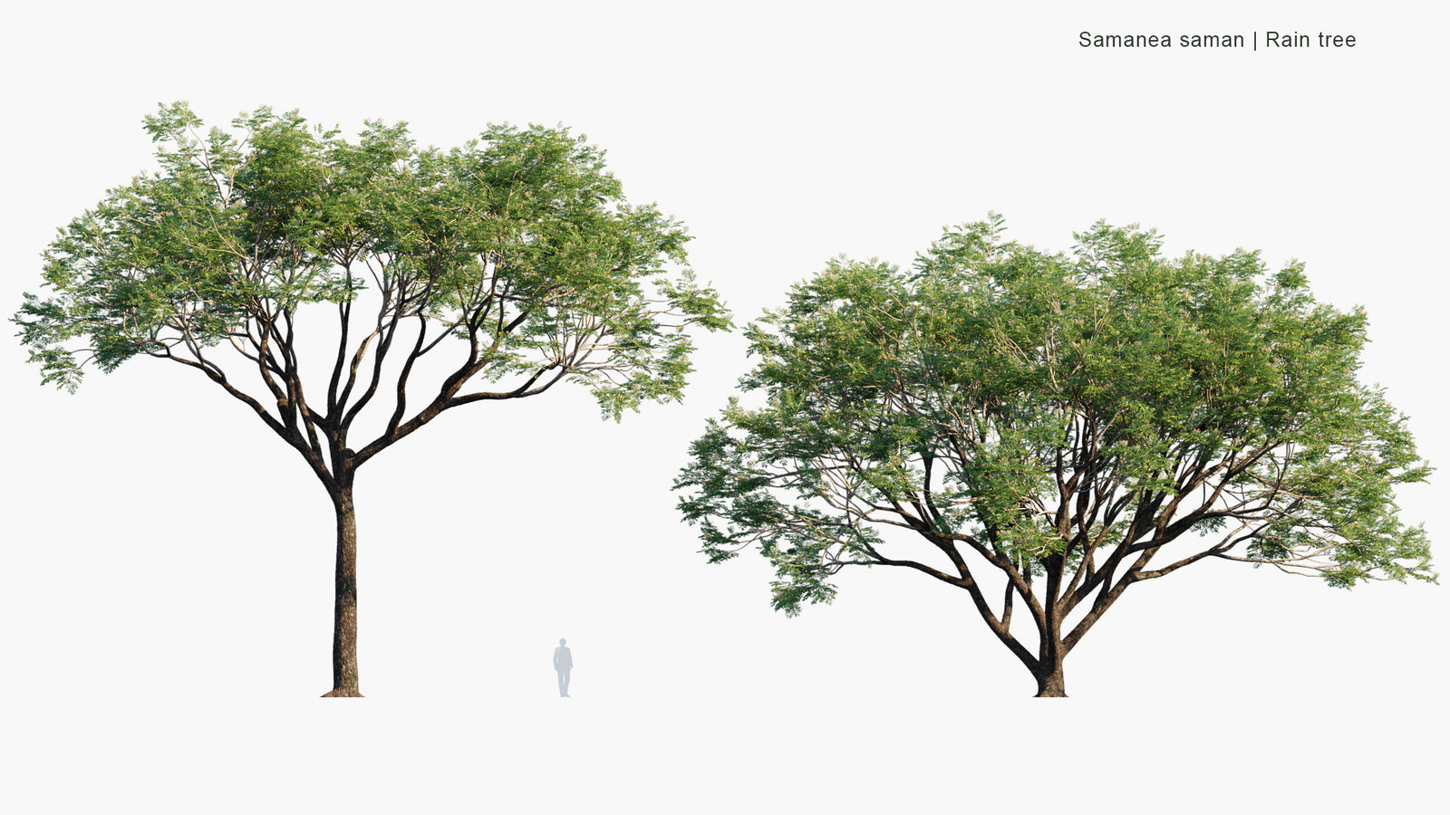 Samanea Saman 3D Model |Rain Tree, Monkeypod | Globe Plants