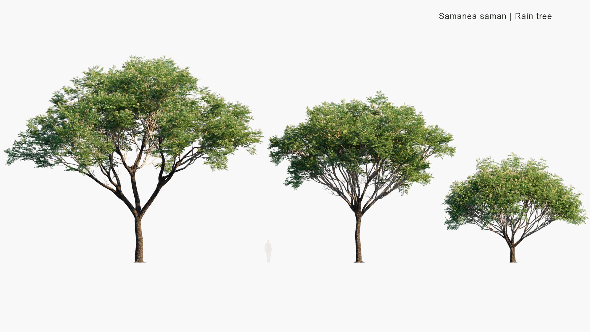 Samanea Saman - Rain Tree, Monkeypod (3D Model)