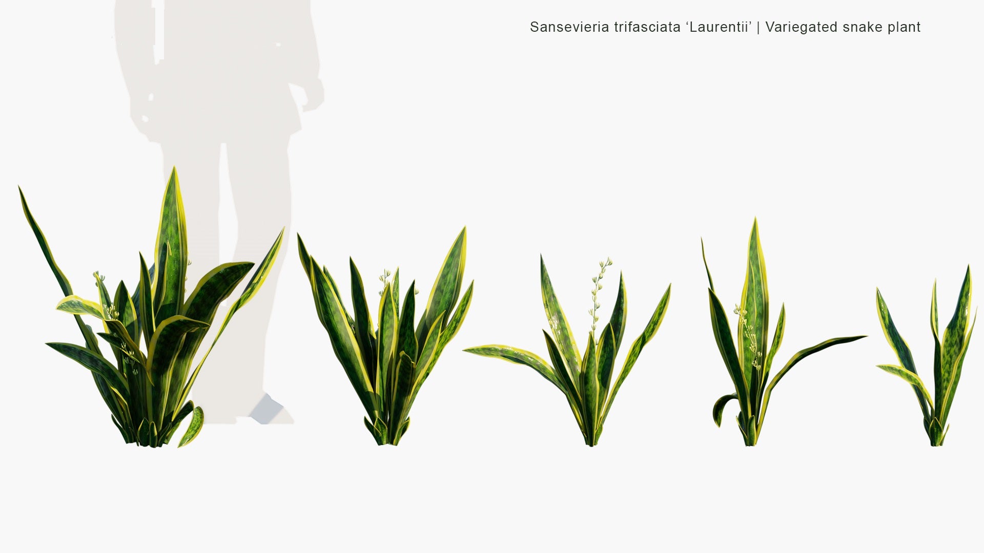 Low Poly Sansevieria Trifasciata 'Laurentii' - Variegated Snake Plant, Saint George's Sword, Mother-in-Law's Tongue, Viper's Bowstring Hemp (3D Model)