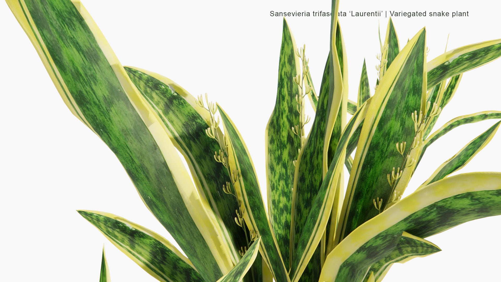 Low Poly Sansevieria Trifasciata 'Laurentii' - Variegated Snake Plant, Saint George's Sword, Mother-in-Law's Tongue, Viper's Bowstring Hemp (3D Model)