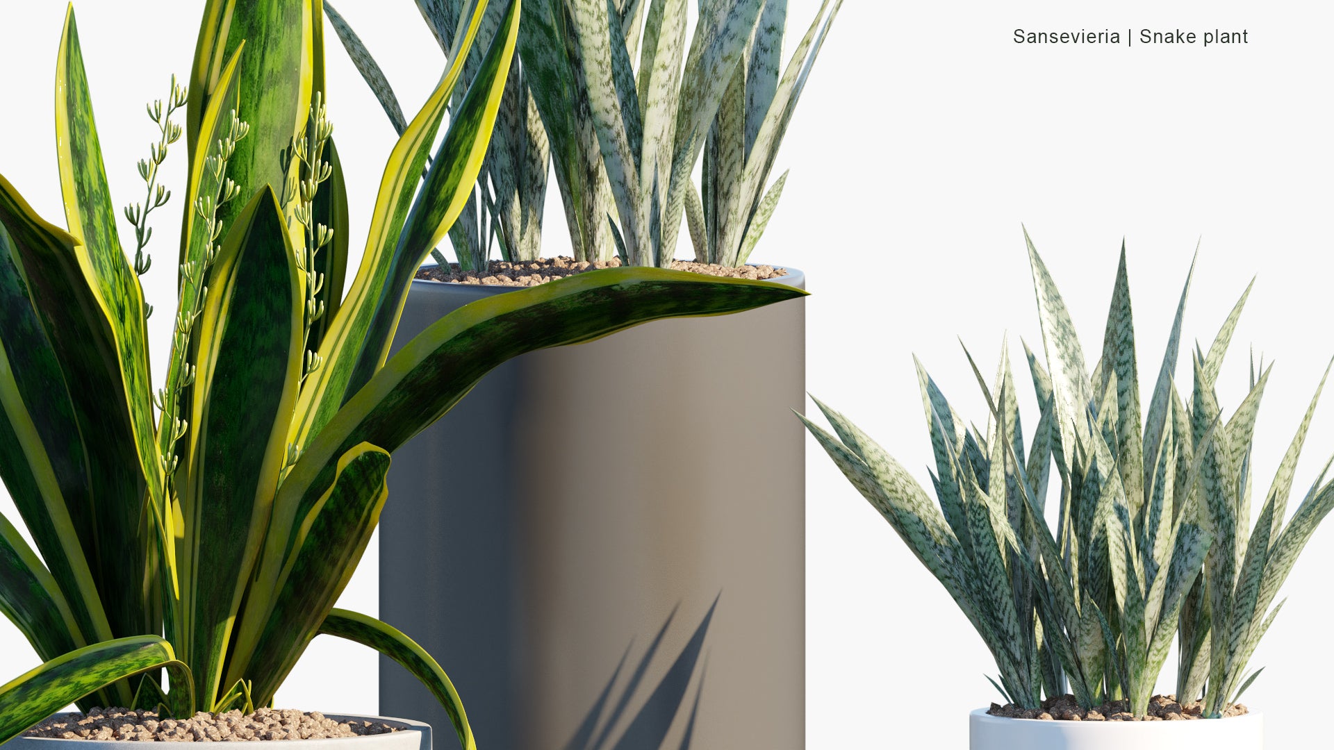 Sansevieria - Snake Plant (3D Model)