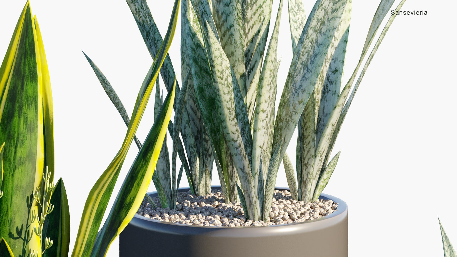 Low Poly Sansevieria - Snake Plant (3D Model)