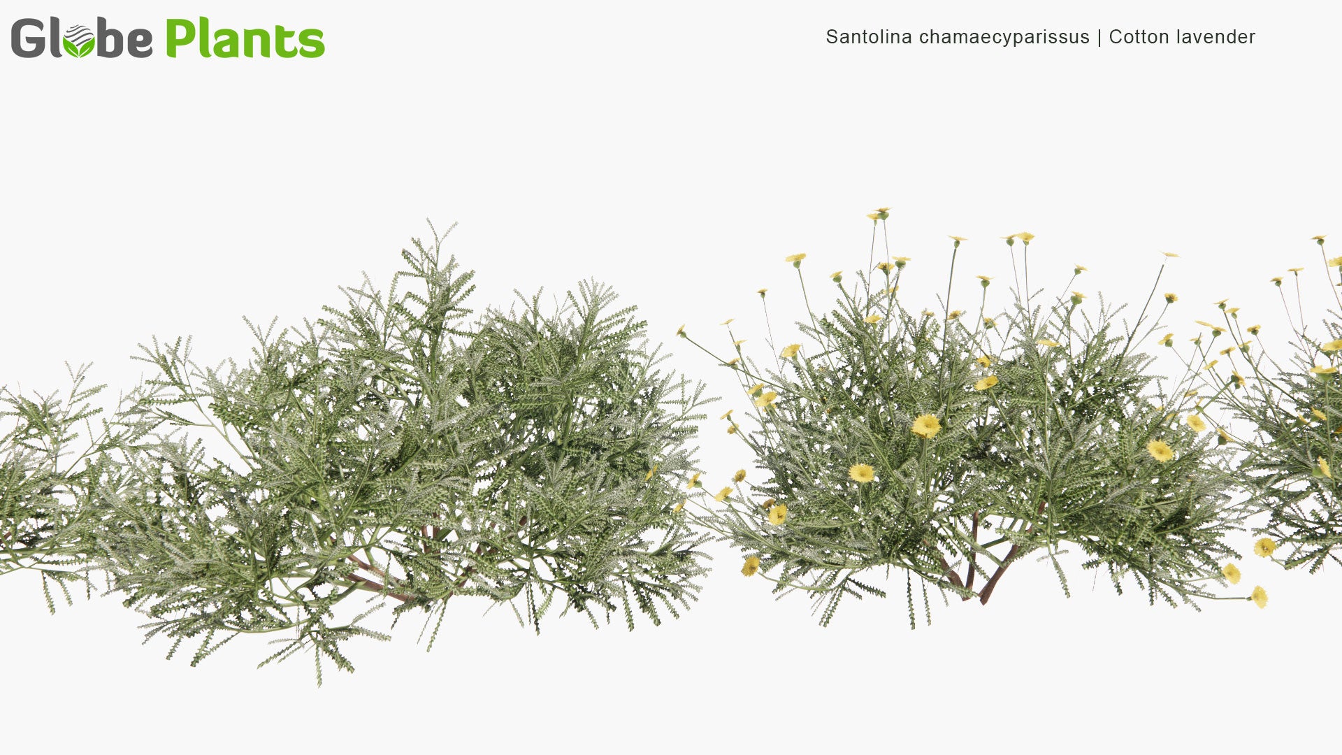 Low Poly Santolina Chamaecyparissus - Cotton Lavender (3D Model)