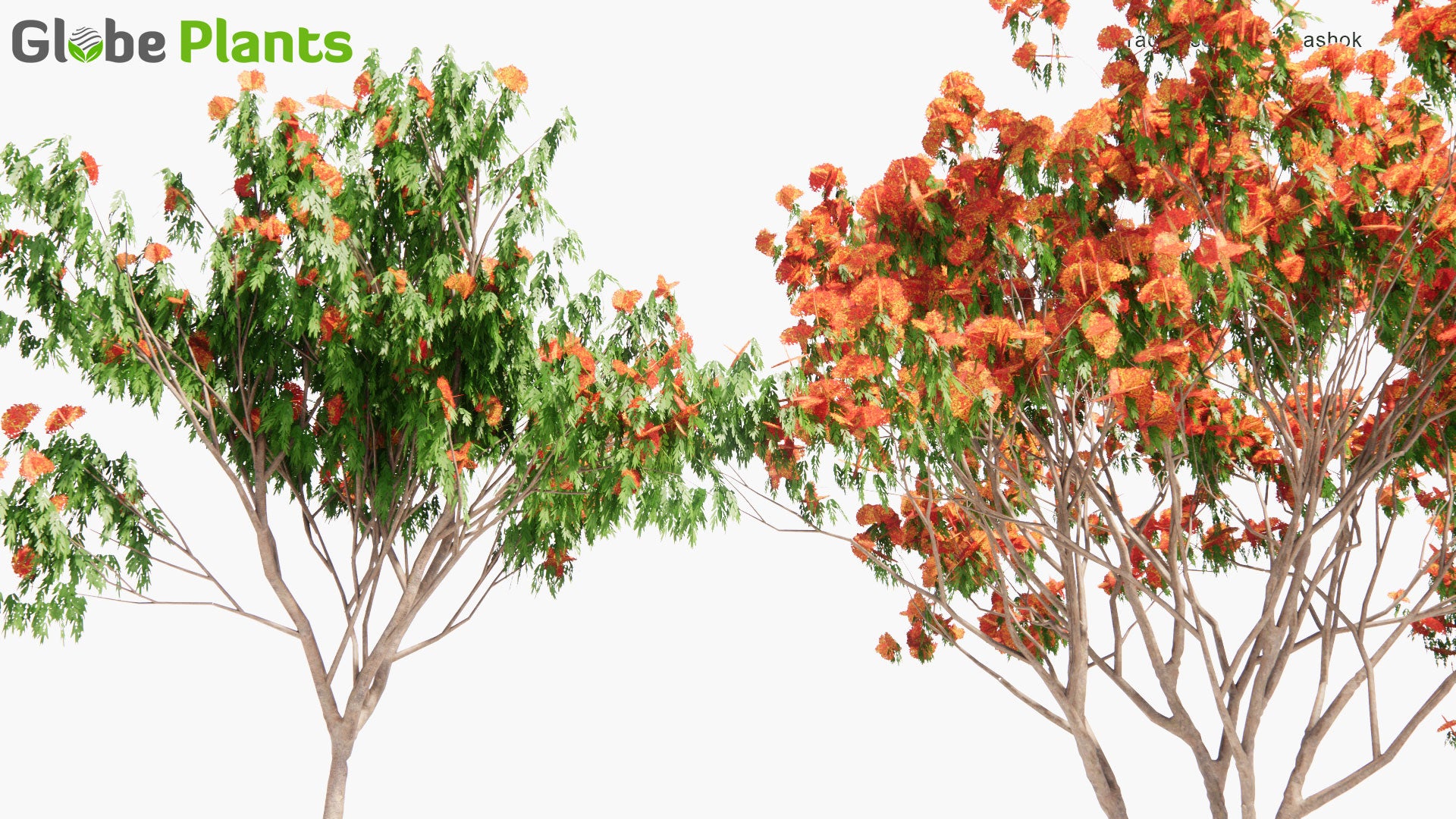 Low Poly Saraca Asoca - Sita Ashok, Ashoka Tree (3D Model)