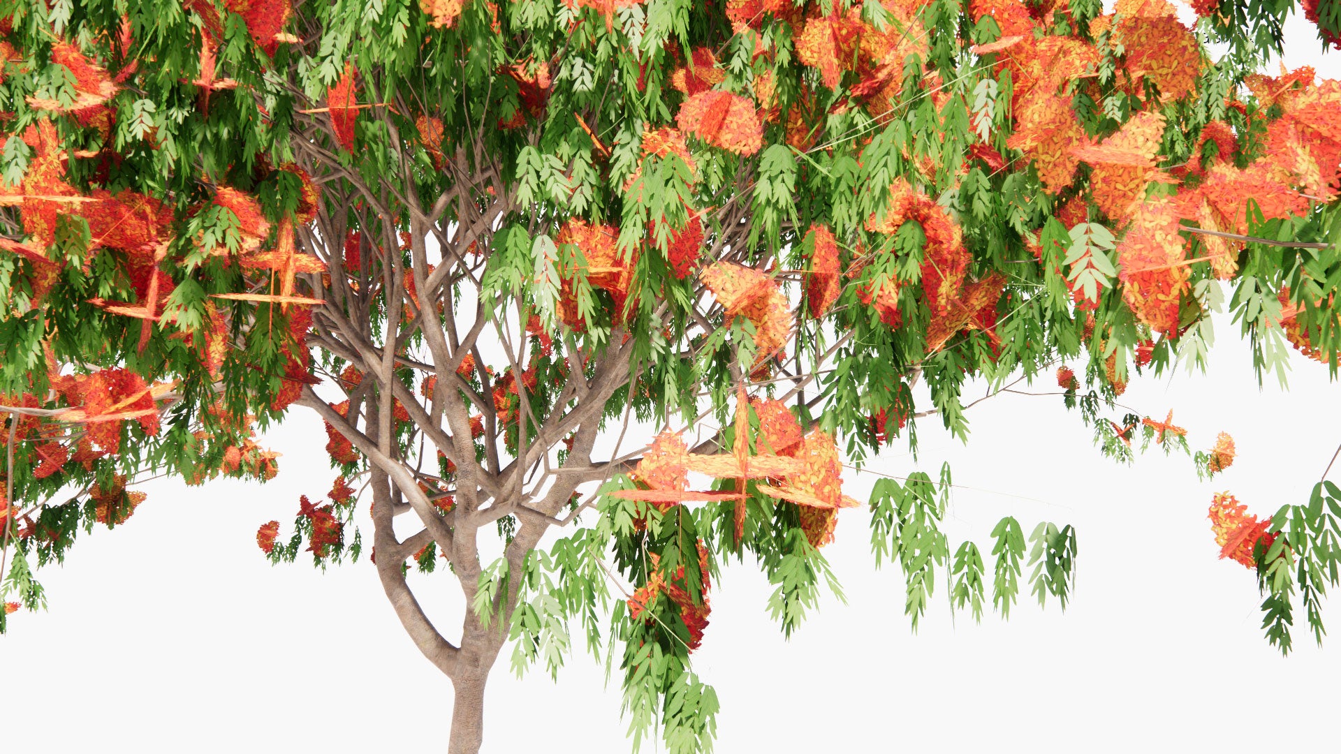 Low Poly Saraca Asoca - Sita Ashok, Ashoka Tree (3D Model)