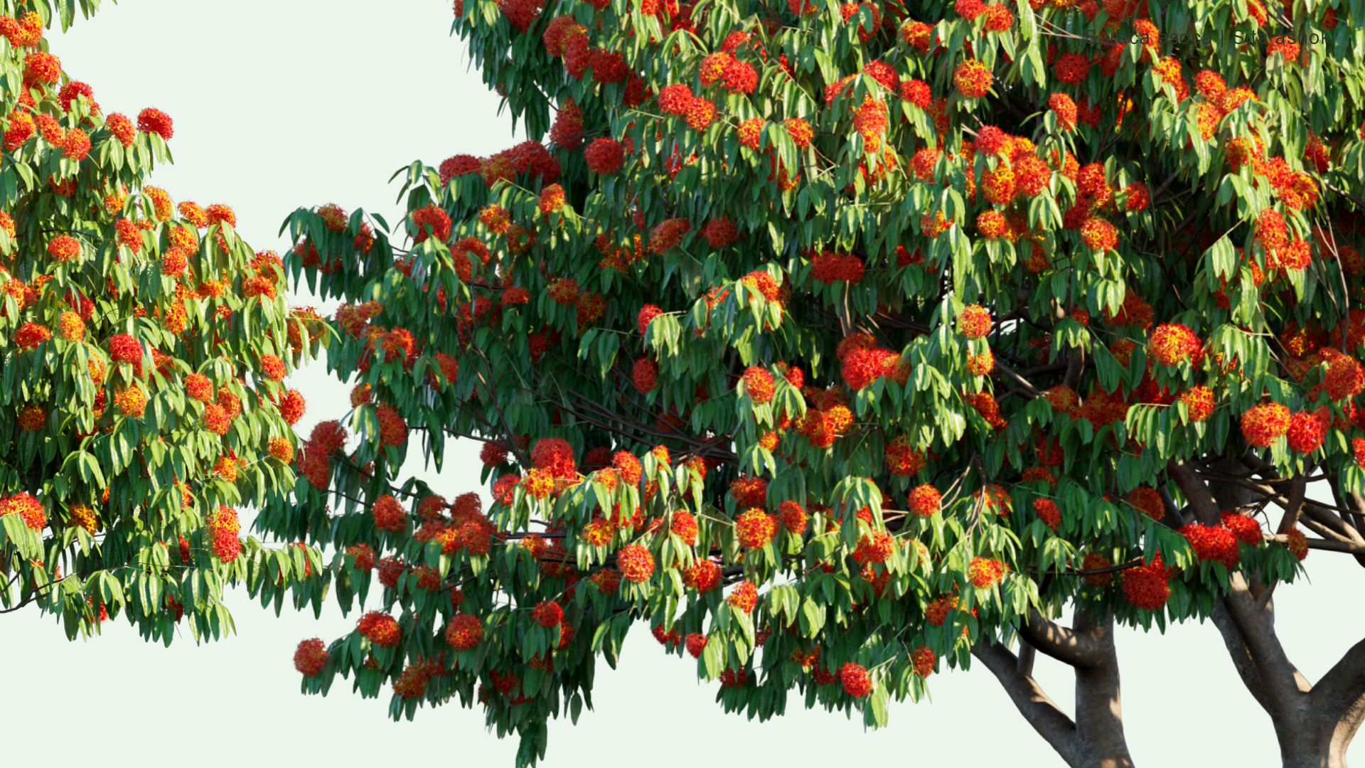 2D Saraca Asoca - Sita Ashok, Ashoka Tree