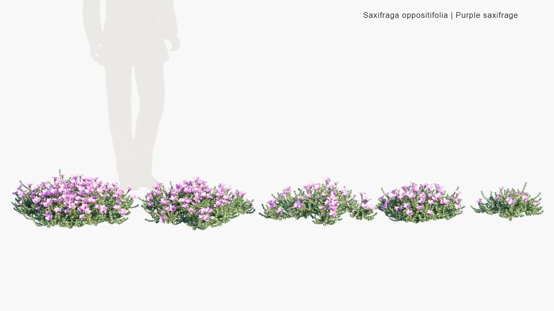 Saxifraga Oppositifolia - Purple Saxifrage, Purple Mountain Saxifrage (3D Model)