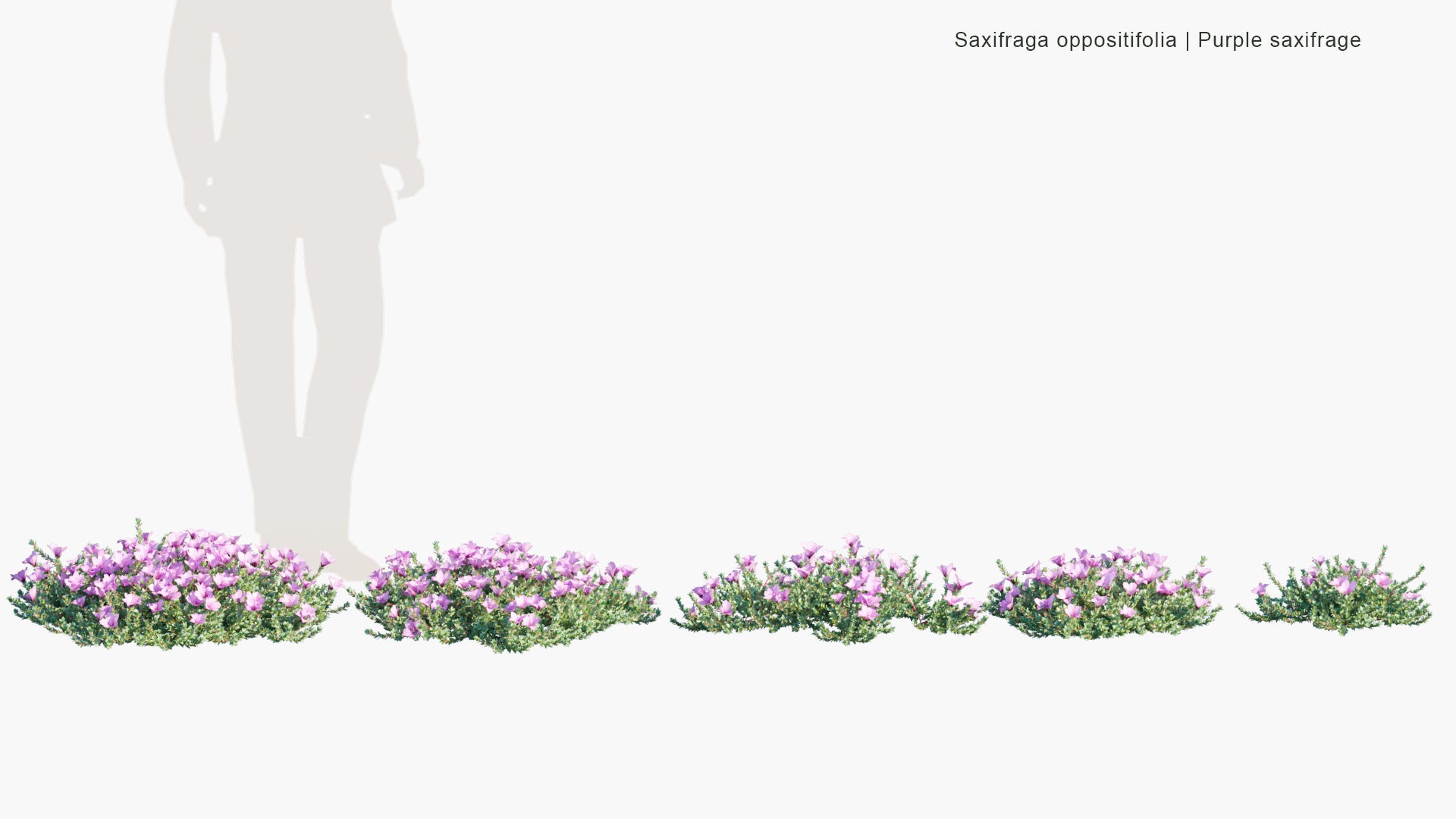 Low Poly Saxifraga Oppositifolia - Purple Saxifrage, Purple Mountain Saxifrage (3D Model)