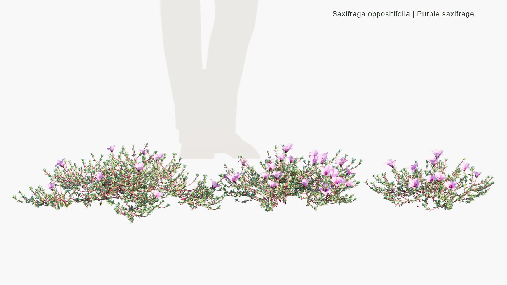 Saxifraga Oppositifolia - Purple Saxifrage, Purple Mountain Saxifrage (3D Model)