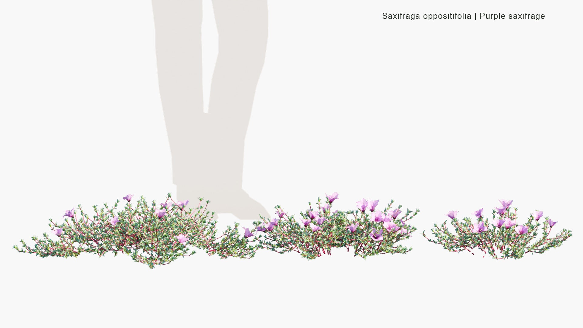 Low Poly Saxifraga Oppositifolia - Purple Saxifrage, Purple Mountain Saxifrage (3D Model)