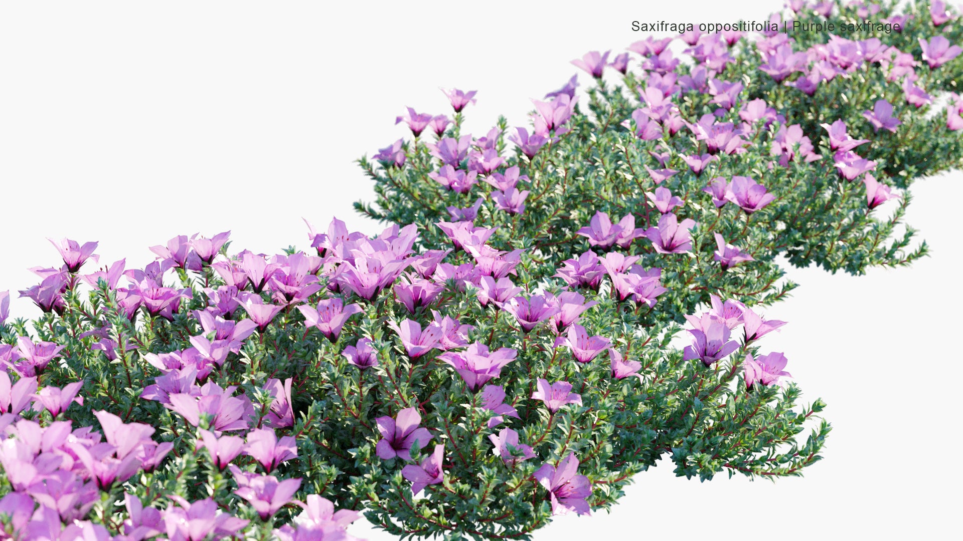 Saxifraga Oppositifolia - Purple Saxifrage, Purple Mountain Saxifrage (3D Model)