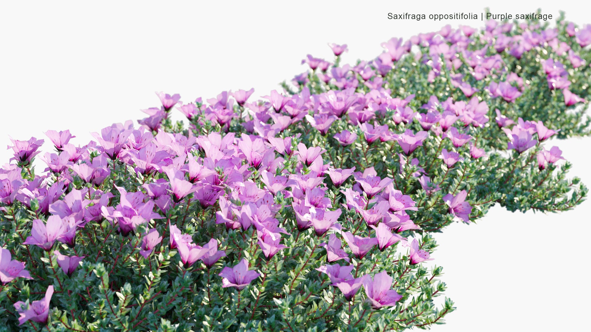 Low Poly Saxifraga Oppositifolia - Purple Saxifrage, Purple Mountain Saxifrage (3D Model)