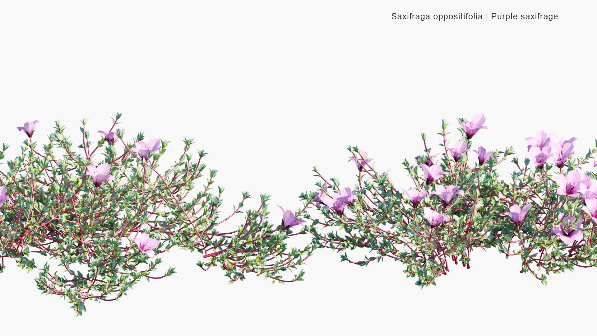 Saxifraga Oppositifolia - Purple Saxifrage, Purple Mountain Saxifrage (3D Model)