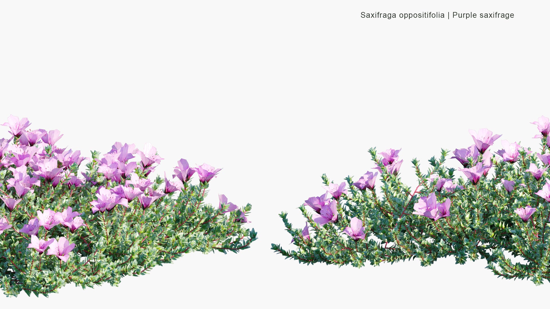 Low Poly Saxifraga Oppositifolia - Purple Saxifrage, Purple Mountain Saxifrage (3D Model)