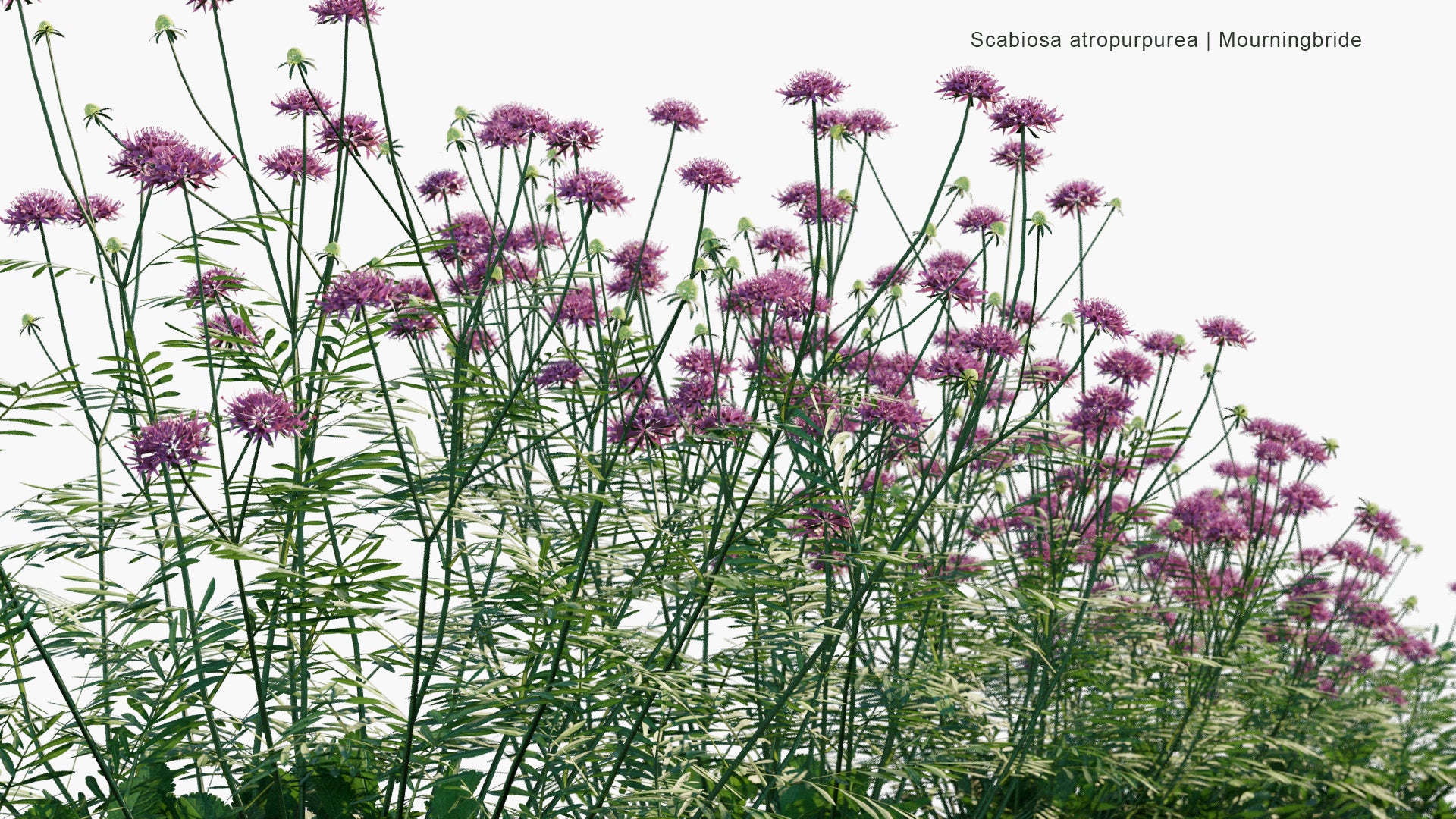 Low Poly Scabiosa Atropurpurea - Mourningbride, Mournful Widow, Pincushion Flower, Sweet Scabious (3D Model)