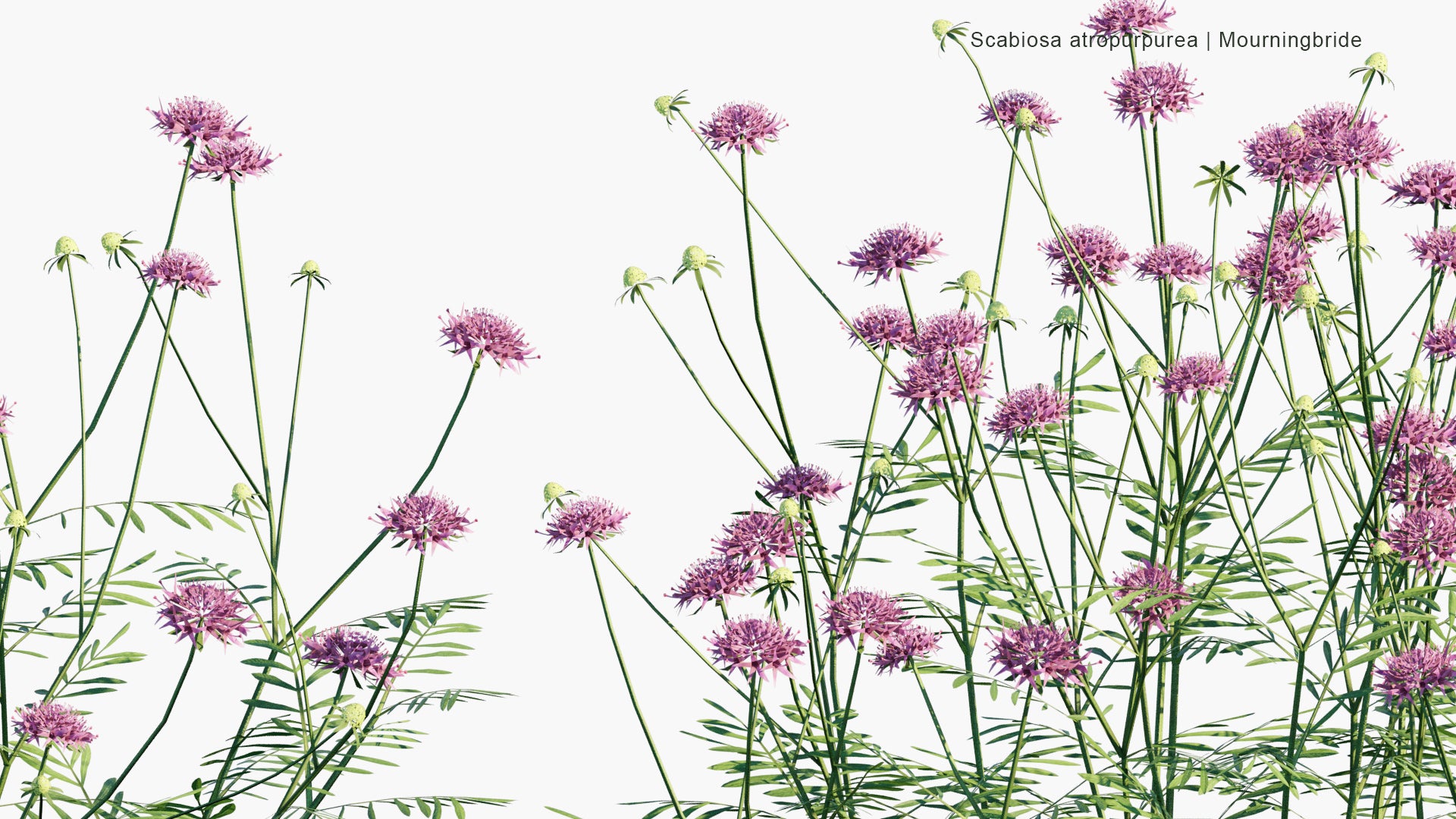 Low Poly Scabiosa Atropurpurea - Mourningbride, Mournful Widow, Pincushion Flower, Sweet Scabious (3D Model)