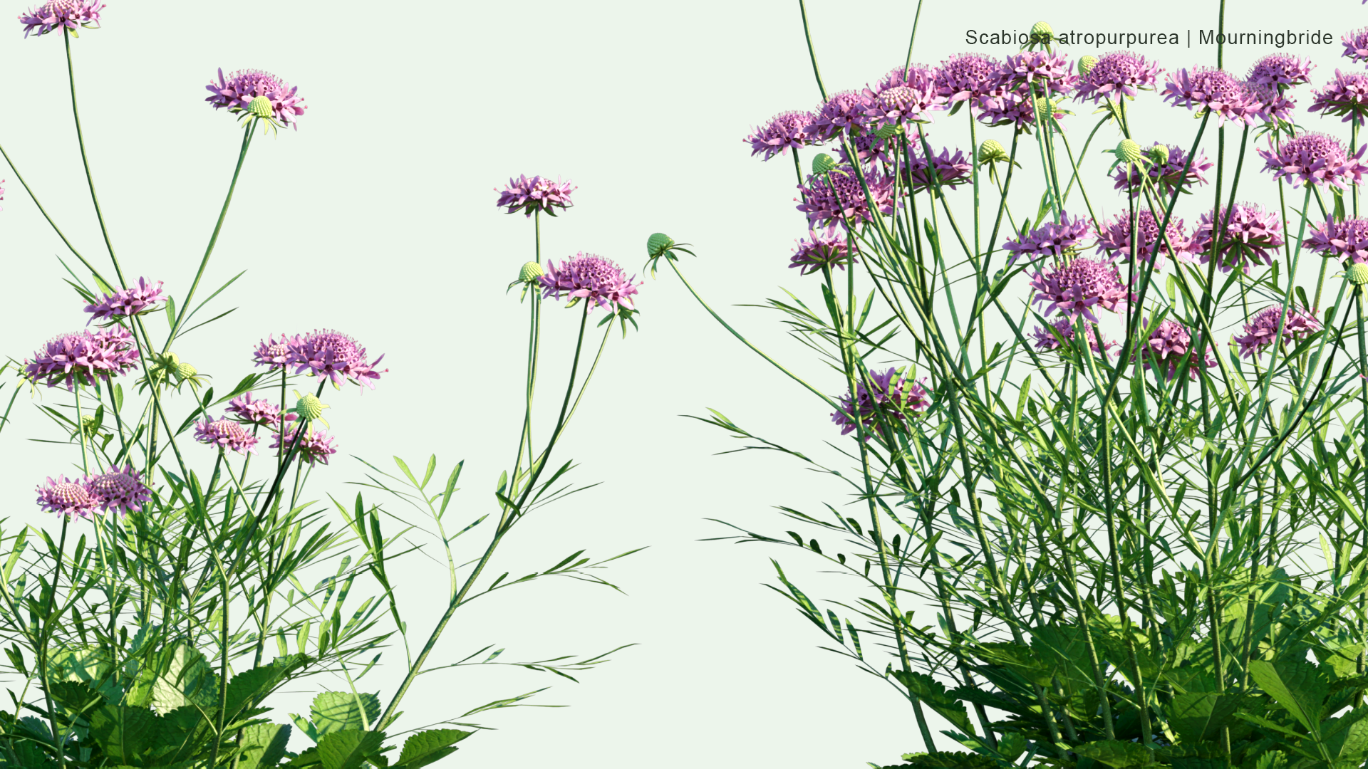 2D Scabiosa Atropurpurea - Mourningbride, Mournful Widow, Pincushion Flower, Sweet Scabious