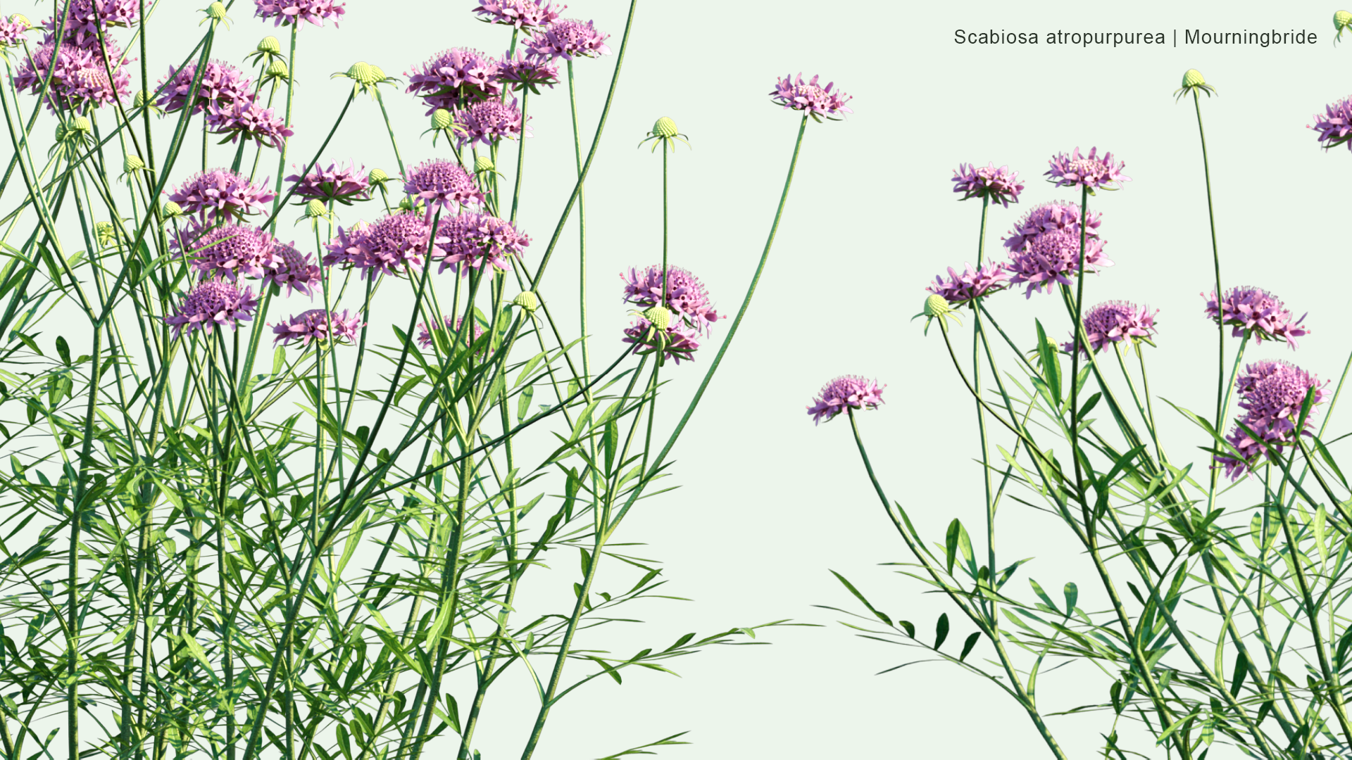 2D Scabiosa Atropurpurea - Mourningbride, Mournful Widow, Pincushion Flower, Sweet Scabious