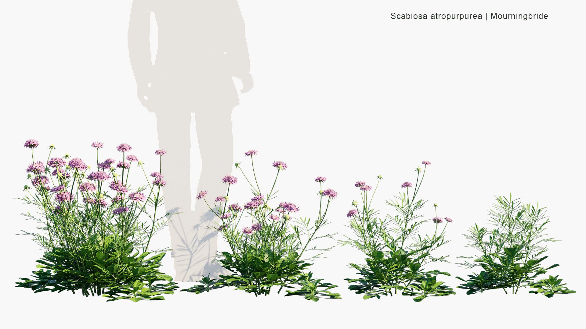 Scabiosa Atropurpurea - Mourningbride, Mournful Widow, Pincushion Flower, Sweet Scabious